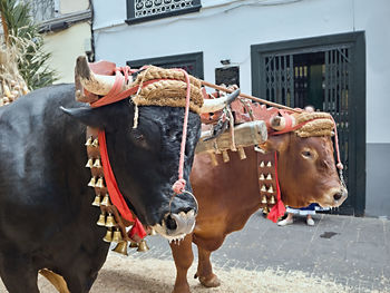 Horse cart on street