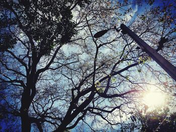 Low angle view of silhouette trees against sky