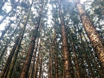 Low angle view of trees in forest