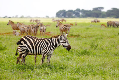 Zebras in tsavo east nationalpark, kenya, africa
