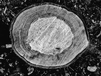 Close-up of tree stump