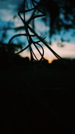 Close-up of silhouette tree against sky at sunset