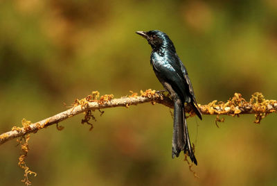 Close-up of bird perching on branch