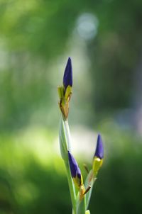 Close-up of purple flower