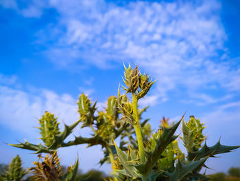 Close-up of yellow flowering plant against sky