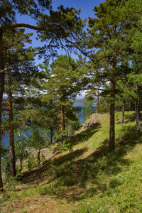 Pine trees in forest