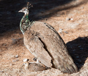 Wild colorful peacocks, little kittens in peacock forest plaka on kos greece