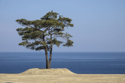 Tree by sea against clear sky