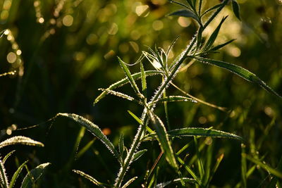 Close-up of wet plant