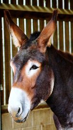 Close-up of horse in stable