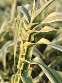 Close-up of plant growing in field