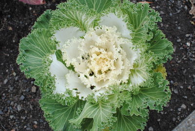 High angle view of white flowering plant