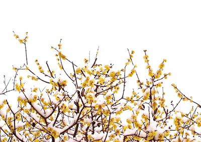 Low angle view of flower tree against clear sky