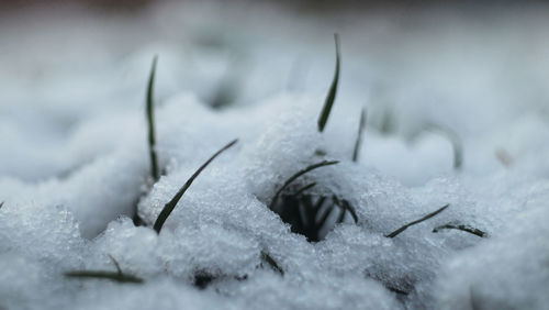 Close-up of frozen metal during winter