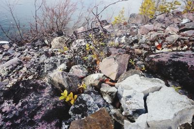 Close-up of pebbles on rock