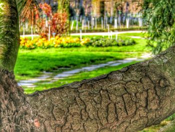 Close-up of tree trunk