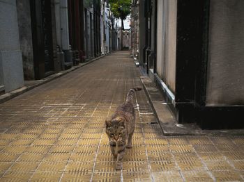 Walkway in cage