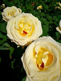 Close-up of yellow rose blooming outdoors