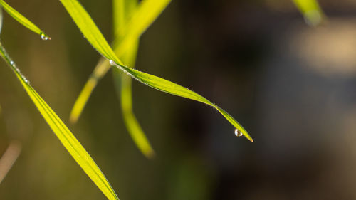 Close-up of fresh green plant