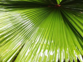 Close-up of green leaves