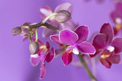 Close-up of pink flower buds