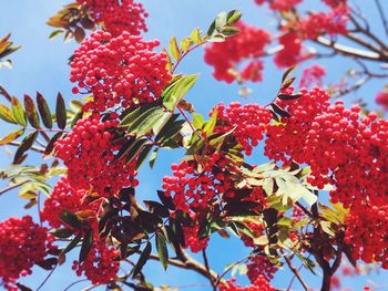 Low angle view of red berries on tree