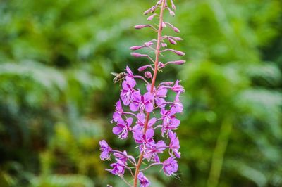 Close-up of purple flowers blooming outdoors