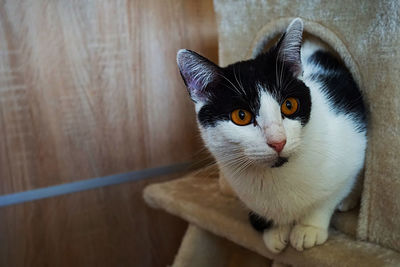 Close-up of cat sitting on scratching post