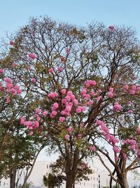 Low angle view of pink flowering tree against sky