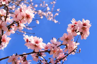 Low angle view of cherry blossom against sky