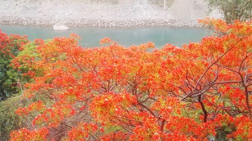 Scenic view of autumnal trees by lake