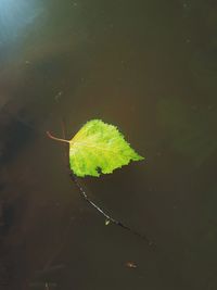 High angle view of leaf floating on water