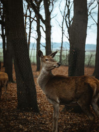 Close-up of a deer in the forest. framed with the two trees aside