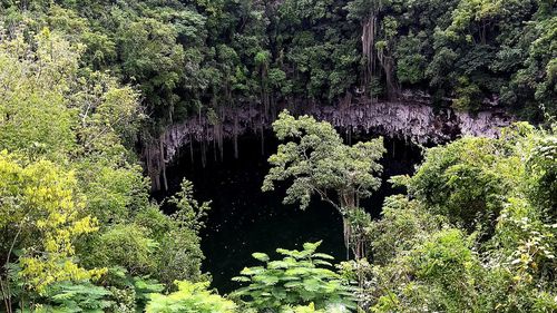 Plants growing in forest