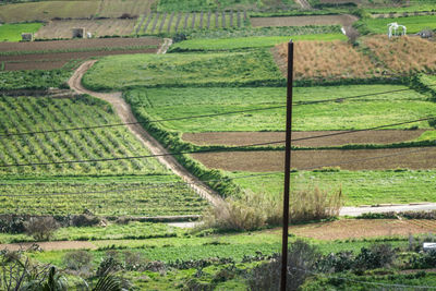 Scenic view of agricultural field