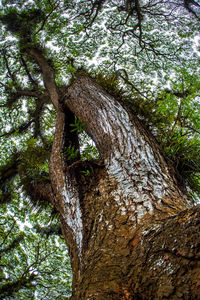 Low angle view of trees in forest