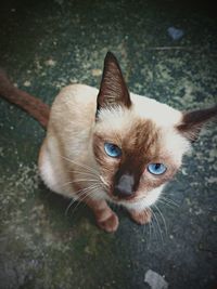 High angle portrait of kitten sitting on footpath