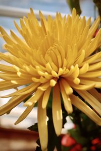 Close-up of yellow flowering plant