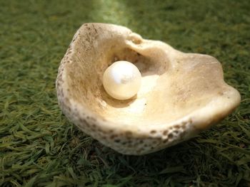 High angle view of mushrooms on grass