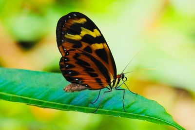 Close-up of butterfly on leaf