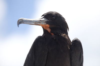 Close-up of a bird looking away against clear sky