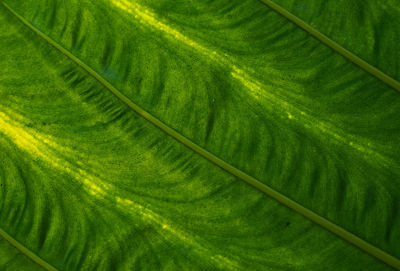 Full frame shot of green leaf