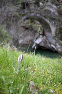 Close-up of plant growing on grassy field