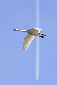 Low angle view of seagull flying in sky