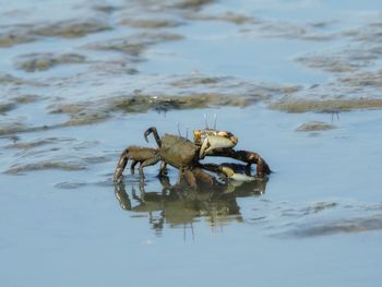 Crabs are searching for food on the coastal land in the gulf of thailand.