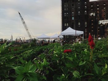 Plants growing against cloudy sky