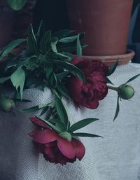 Close-up of red roses on table