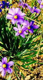 Close-up of purple flowers blooming outdoors