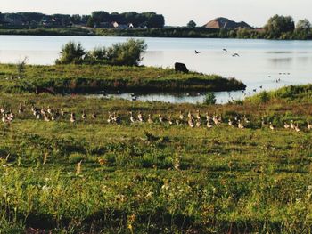 Flock of sheep on field by river against sky