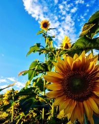 Low angle view of sunflowers blooming against sky